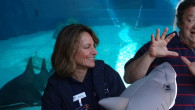 GWC faculty and staff work with the Aquarium of the Pacific to educate kids, nationally and internationally, through broadcasting. The Aquarium of the Pacific received a grant from the Roddenberry...